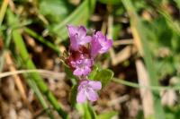 Thymus praecox