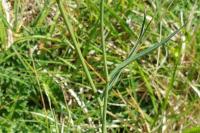 Bupleurum falcatum