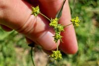Bupleurum falcatum