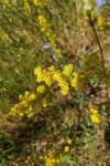Galium verum