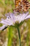 Knautia arvensis