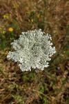 Daucus carota