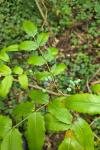Berberis aquifolium