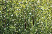 Typha angustifolia