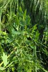Thalictrum flavum