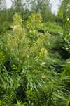 Thalictrum flavum