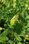 Astragalus glycyphyllos
