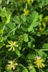 Astragalus glycyphyllos