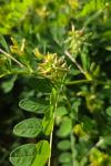 Astragalus glycyphyllos