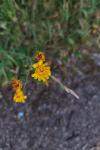 Hieracium