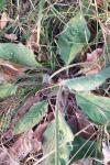 Hieracium