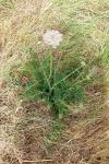 Daucus carota
