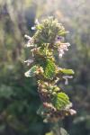 Teucrium chamaedrys