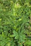 Cirsium oleraceum