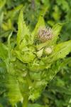 Cirsium oleraceum