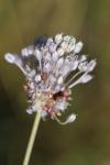 Allium vineale