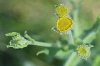 Pulicaria vulgaris