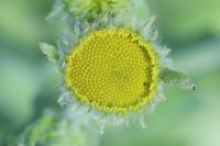 Pulicaria vulgaris