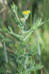 Pulicaria vulgaris