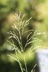 Glyceria maxima