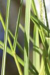 Glyceria maxima