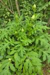 Cirsium oleraceum