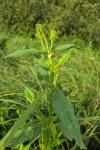 Dipsacus pilosus