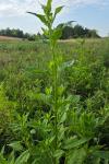 Dipsacus pilosus