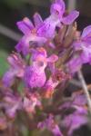 Dactylorhiza praetermissa