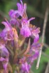 Dactylorhiza praetermissa