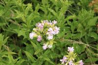 Saponaria officinalis