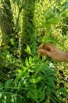 Cirsium oleraceum