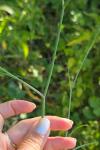 Sison segetum