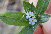 Myosotis