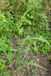Echinochloa crus-galli