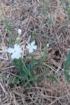 Silene latifolia