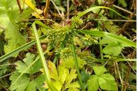 Cyperus eragrostis
