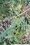 Cirsium oleraceum