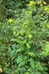 Cirsium oleraceum