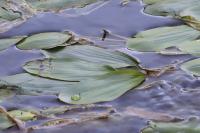 Potamogeton nodosus