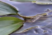 Potamogeton nodosus