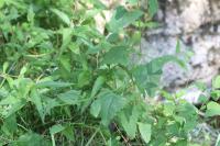 Atriplex prostrata