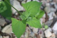 Atriplex prostrata
