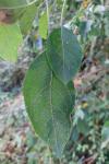 Malus sylvestris