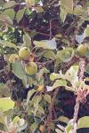 Malus sylvestris