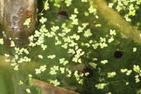 Lemna minor