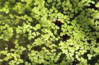 Lemna minor