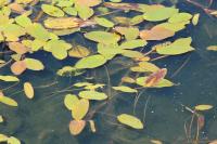 Potamogeton natans