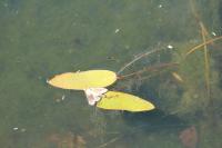 Potamogeton natans