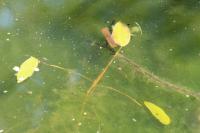 Potamogeton natans